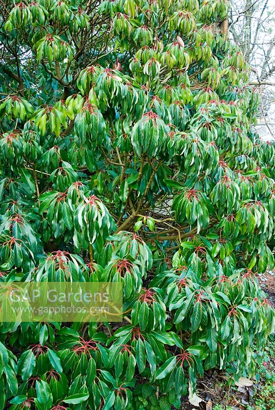 Daphniphyllum himalaense subsp. macropodum. The Sir Harold Hillier Gardens/Hampshire County Council, Romsey, Hants, UK. December.
