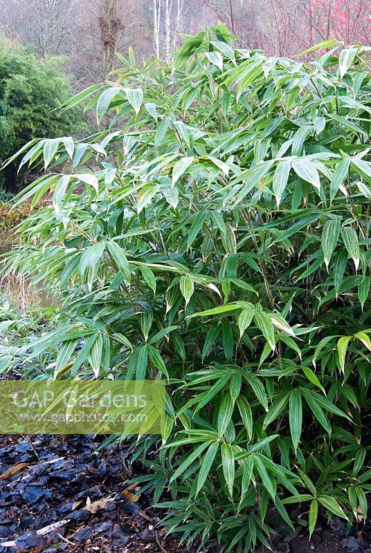 Sasa kurilensis 'Shima-shimofuri' - Bamboo. The Sir Harold Hillier Gardens/Hampshire County Council, Romsey, Hants, UK. December.