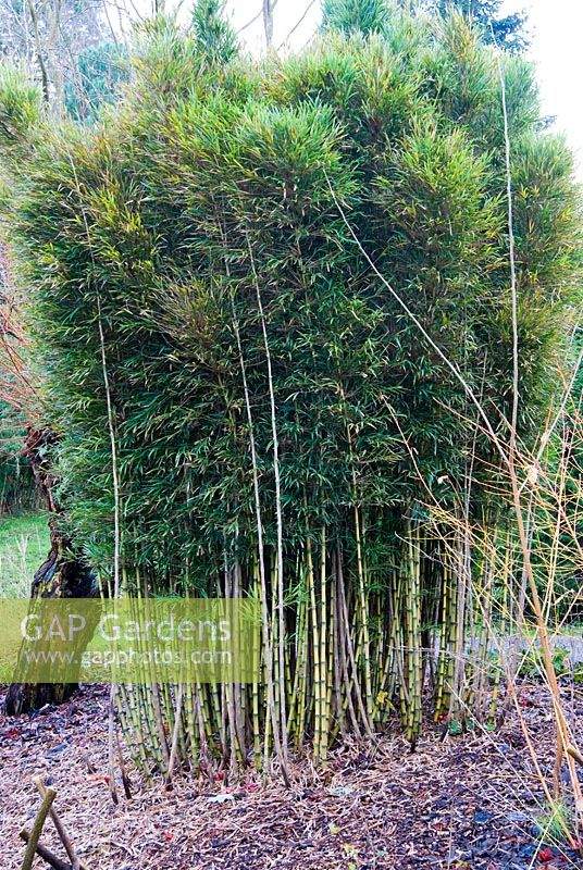 Chusquea quila - Bamboo. The Sir Harold Hillier Gardens/Hampshire County Council, Romsey, Hants, UK. December.