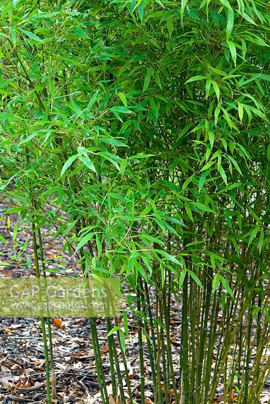 Phyllostachys fulva - Bamboo. The Sir Harold Hillier Gardens/Hampshire County Council, Romsey, Hants, UK. December.