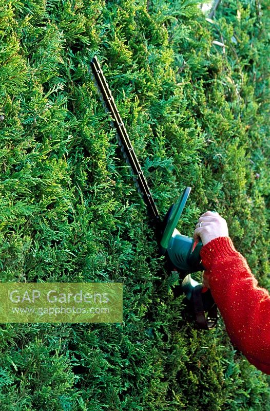 Trimming x cupressocyparis leylandii hedge with cordless rechargable hedge trimmer.