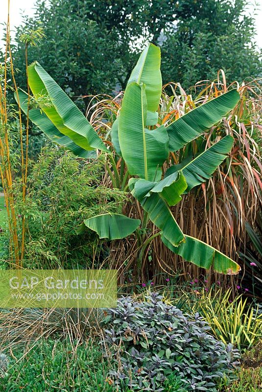 Musa sikkimensis  - Himalayan banana plant growing in border with Miscanthus and Phyllostachys - Bamboo.