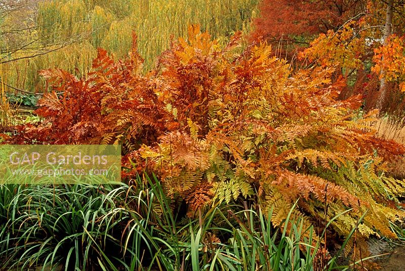 Osmunda regalis - Autumn colour