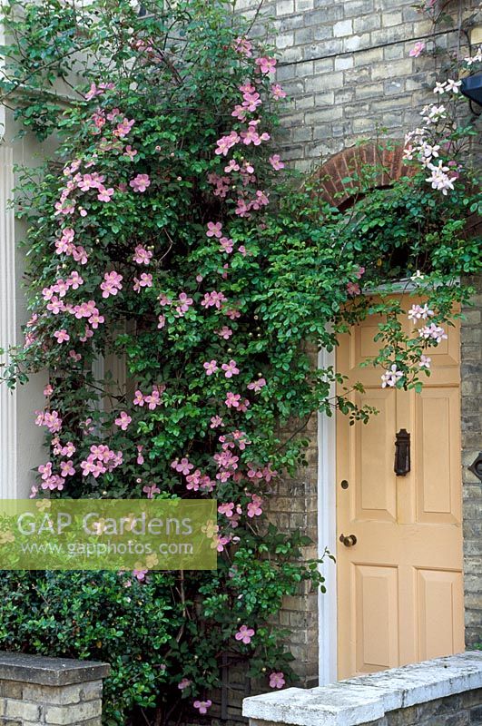 Clematis montana - Growing with rambler rose, not in flower beside front door