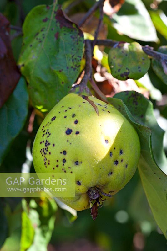 Diseased quince on tree Cydonia oblonga 'Portugal' - Quince