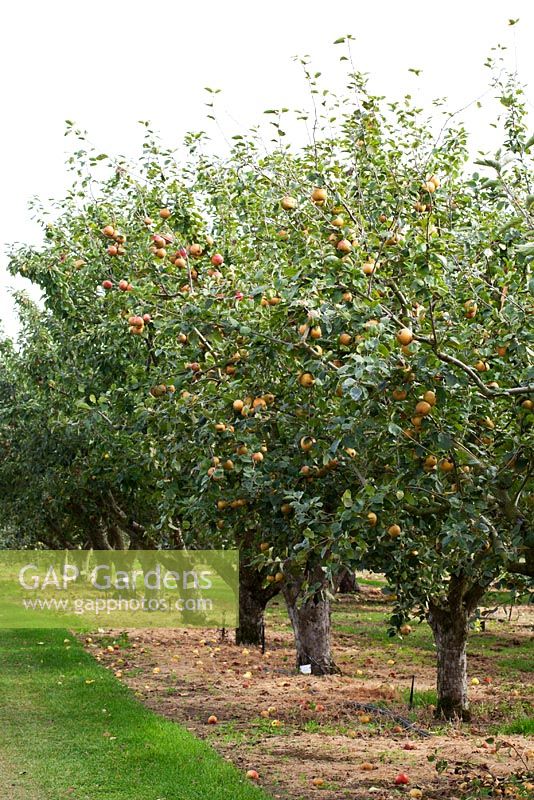 Malus domestica 'Ross Nonpareil' - Apple orchard