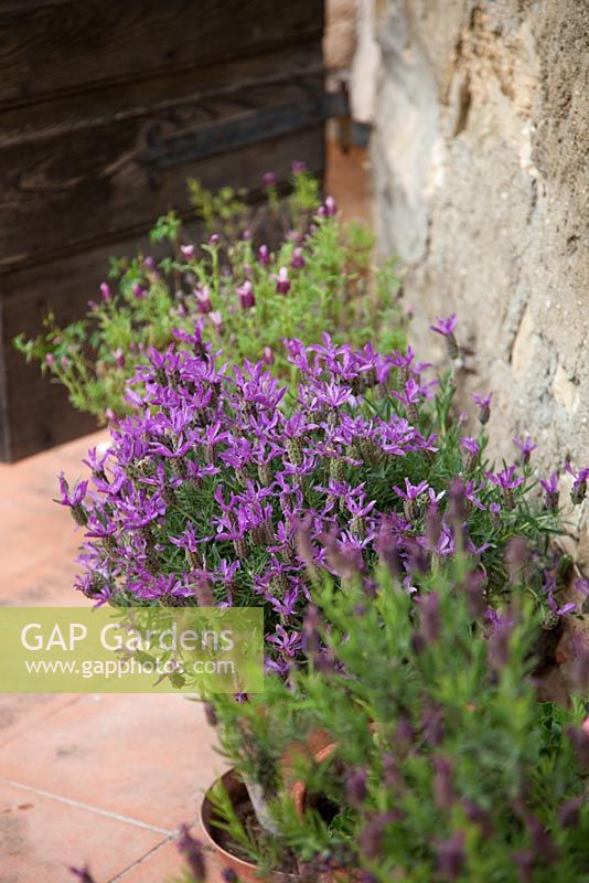 Lavandula stoechas - Lavender in containers on a paved patio