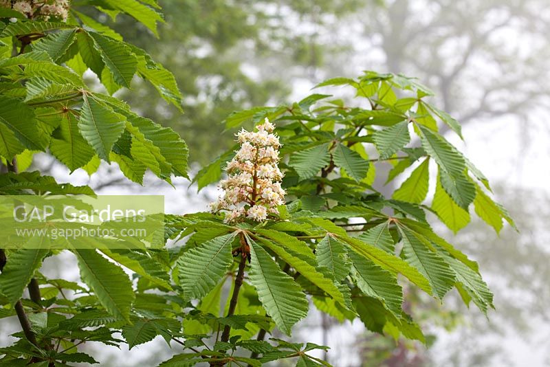 Flowers of Aesculus hippocastanum - Horse Chestnut tree in spring