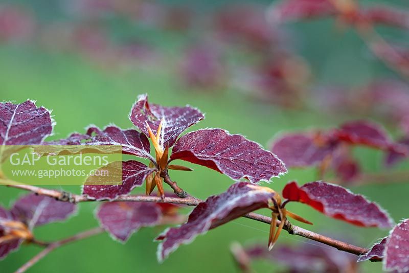 New Spring foliage of Fagus sylvatica purpurea - Copper Beech with dew