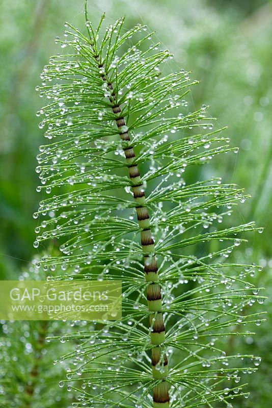 Equisetum hyemale in dew - Horse tail, Mare's tail, Dutch Rush