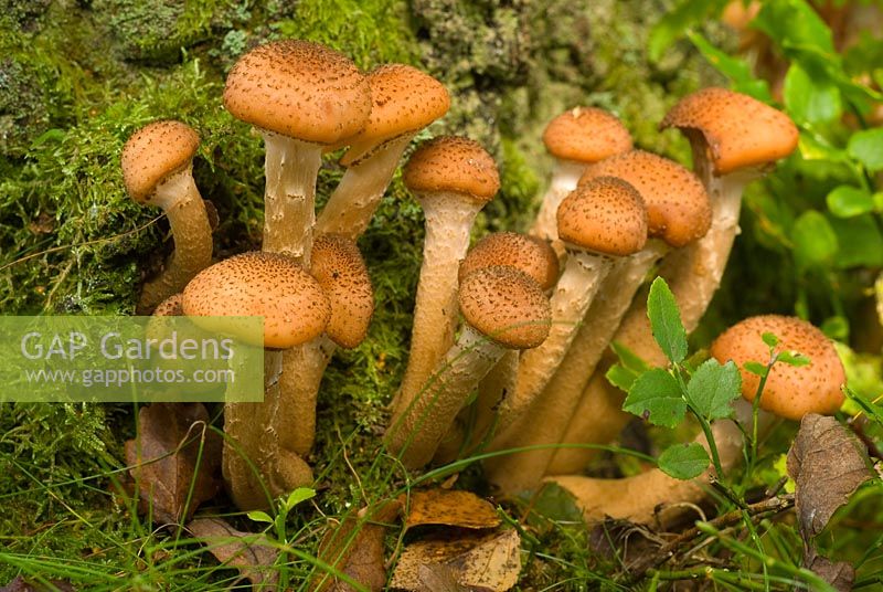 Honey Fungus - Armillaria mellea