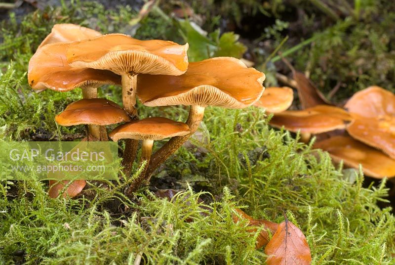 Armillaria tabescens - Fungus on tree trunk with moss