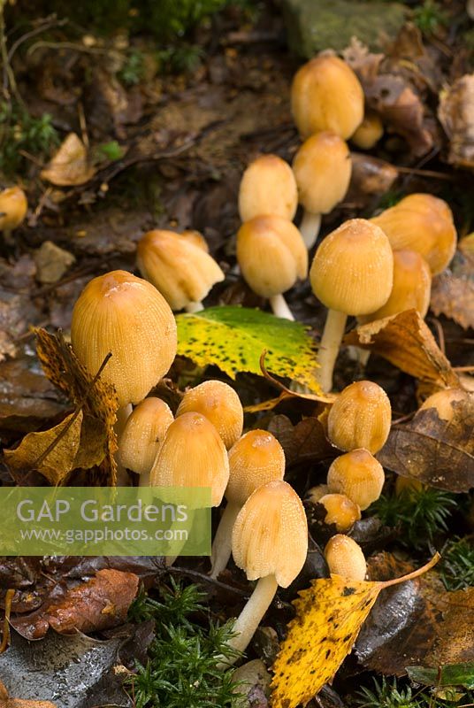 Coprinus micaceus - Glistening Ink Cap fungus amongst dead leaves and growing on tree stump