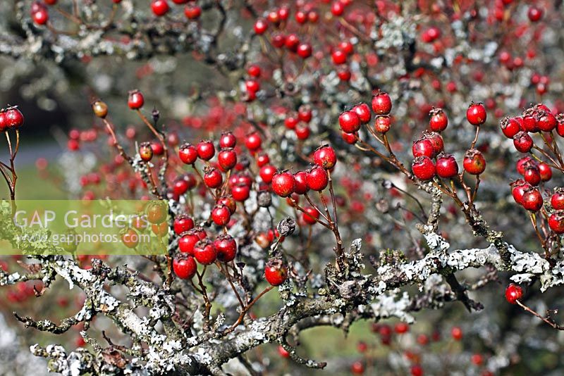 Crataegus monogyna - Hawthorn with berries growing in an Exposed location on the top of Winsford Hill, Exmoor where winter comes early. Shown in mid October.