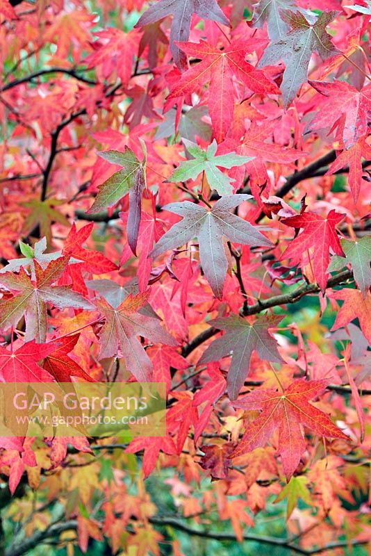 Liquidambar styraciflua 'Worplesdon' AGM showing autumn colour