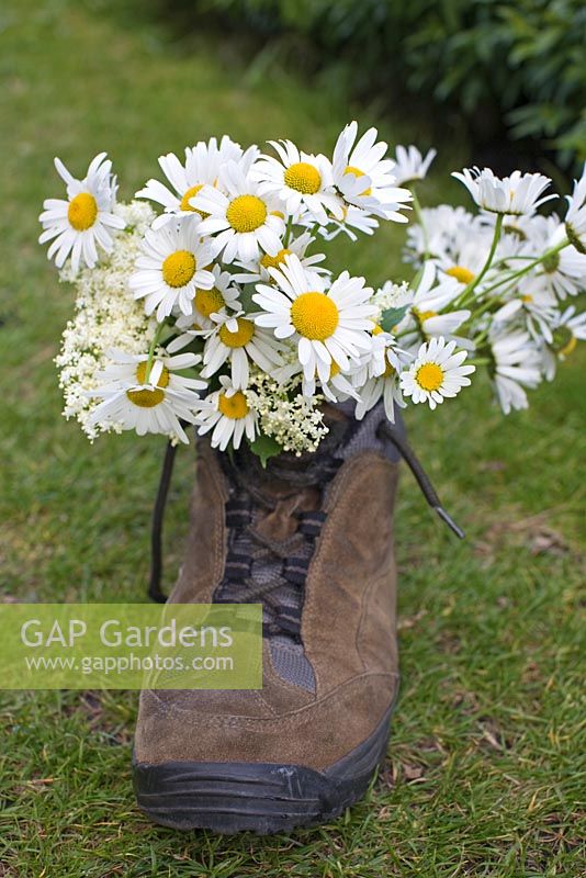 Leucanthemum vulgare - Daisies and Elderflower in boot used as vase 