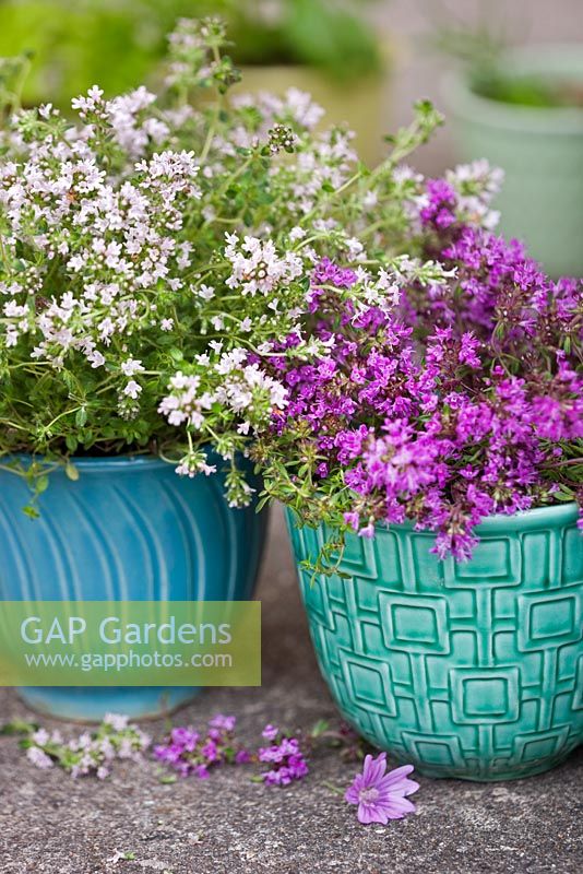 Herbs in colourful antique pots  
