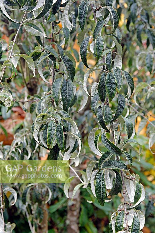 Sorbus folgneri - Lemon Drop Sorbus 
