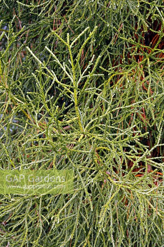 Athrotaxis cupressoides - Pencil Pine