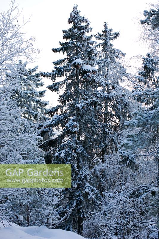 Picea abies - Norway Spruce and Pinus sylvestris - Scots Pine with frost and snow 