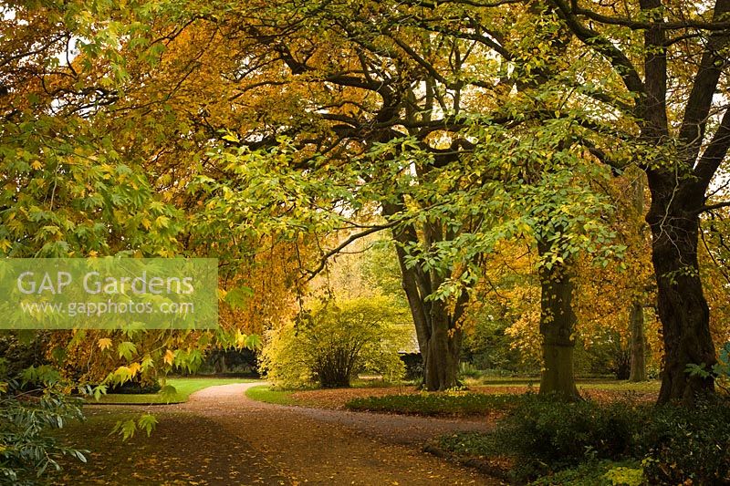 'Middle Walk', Cambridge Botanic Gardens in Autumn. Mature Fagus - Beech, Platanus orientalis - Oriental plane and Carpinus betulus - Hornbeam trees