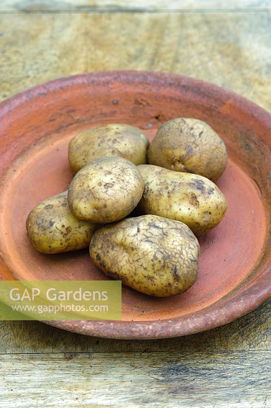 Solanum - Potato 'Eric'