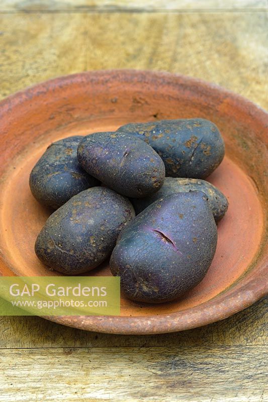 Solanum - Potato 'Adam Blue'