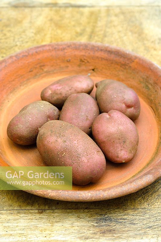 Solanum - Potato 'Una'