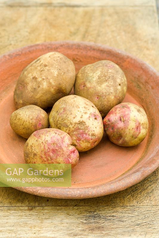 Solanum - Potato 'Cara'