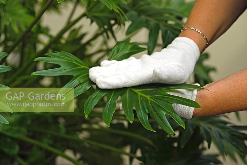 Cleaning leaves of houseplant using cotton gloves