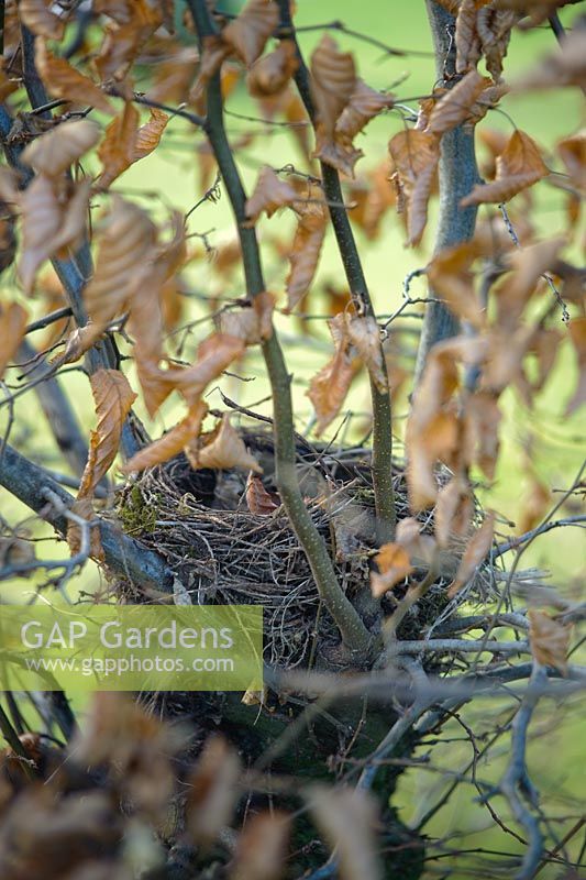 Birds nest revealed in hornbeam hedge in Autumn
