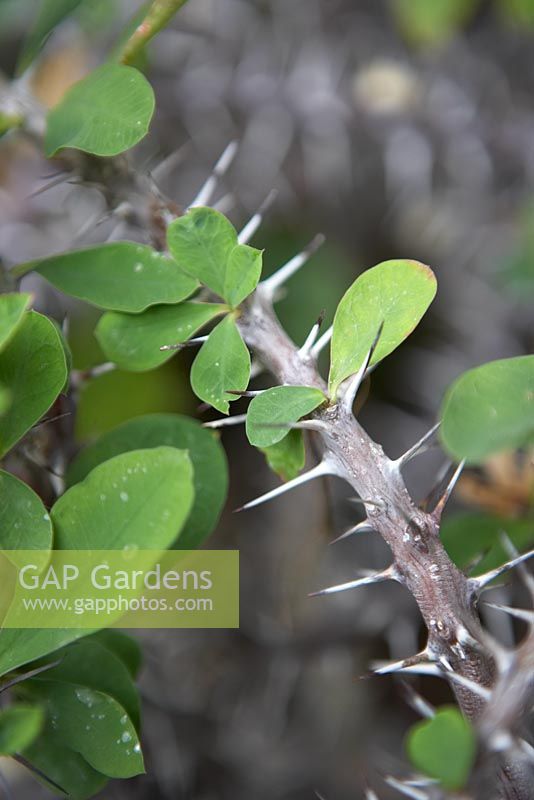 Euphorbia milii var. splendens 'Christ's Thorn'