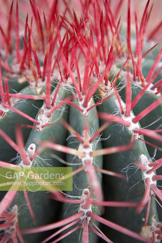 Ferocactus pilosus - Mexican Lime Cactus 