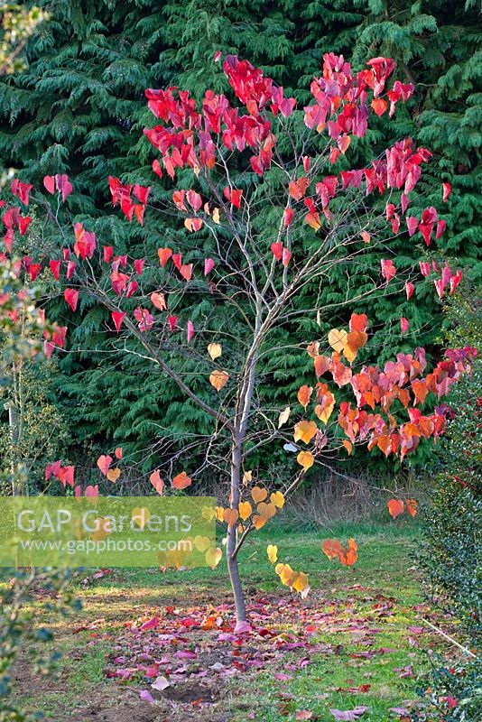 Cercis canadensis 'Forest Pansy' in nursery at Highfield Hollies, Hampshire, UK