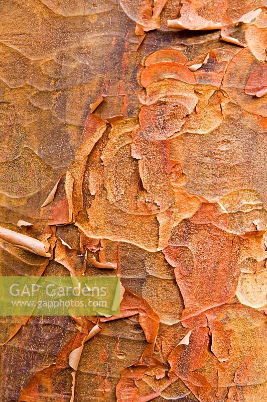 Acer griseum - Chinese paperbark maple