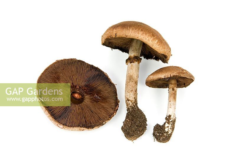 Agaricus silvaticus - Blushing Wood Mushroom