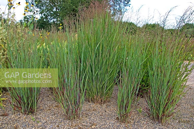 Panicum virgatum  'Heiliger Hain' - Switch Grass. Wisley gardens, Surrey
