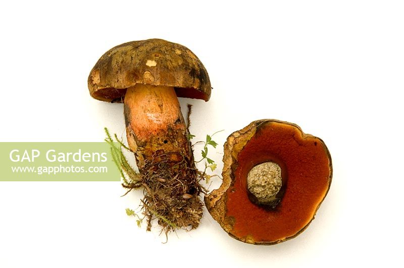 Boletus Luridiformis fungi