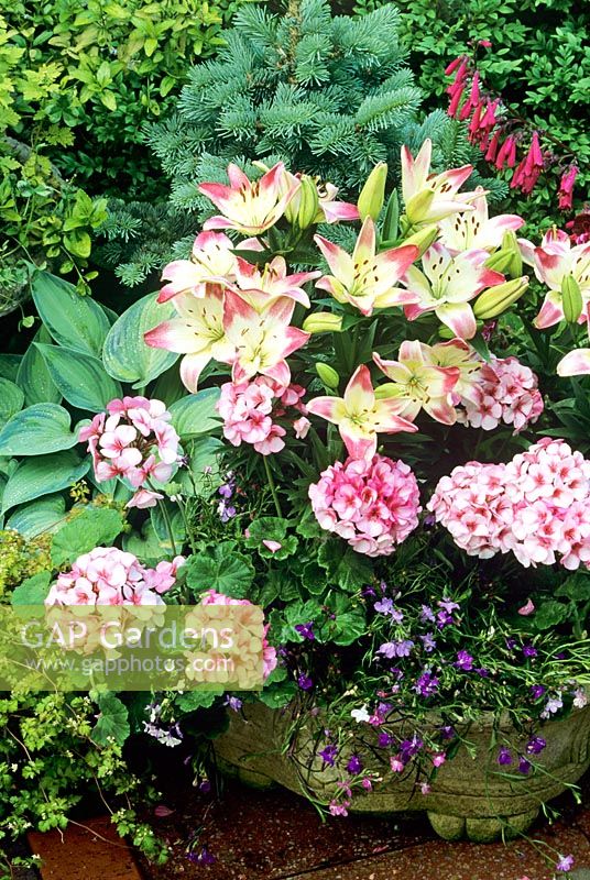 Pink and blue theme in a shallow trough. Lilium 'Lollypop' with Pelargonium 'Maverick Star' and trailing Lobelia