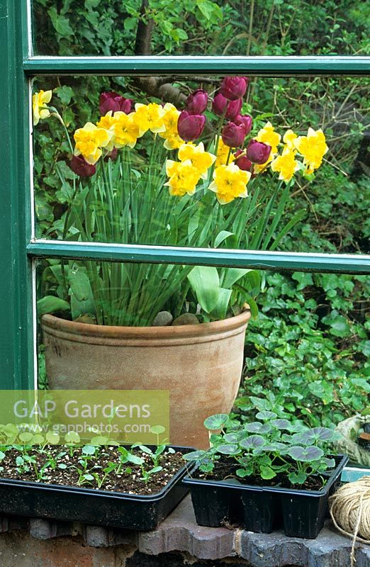 Mixed pot of Tulips and Narcissus - Daffodils raised up outside a conservatory so they can be admired from indoors.  Seedlings in trays on the windowsill.