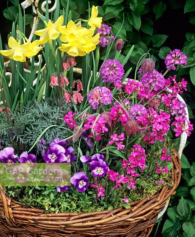 Spring bulbs, bedding and perennials in a shallow wicker basket mulched with moss. Narcissus 'Pipit' with Fritillaria meleagris - Snakes head Fritillary, Primula denticulata -  Drumstick primrose, Dicentra 'Stuart Boothman', Violas and Arabis blepharophylla 'Fruhlingszauber' (Spring Charm)