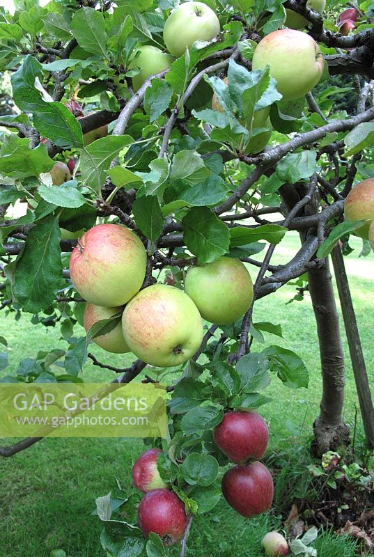 Family Apple tree with two varieties growing on one rootstock. Malus domestica 'James Grieve' and 'Katy'                             