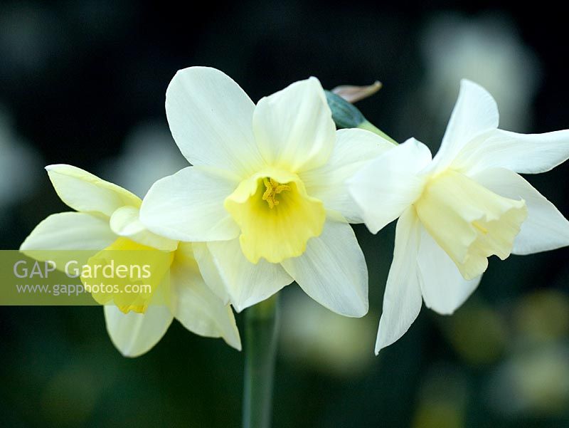 Narcissus 'Pueblo' - Jonquil Daffodil
