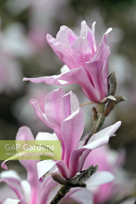 Magnolia x loebneri 'Leonard Messel' AGM
