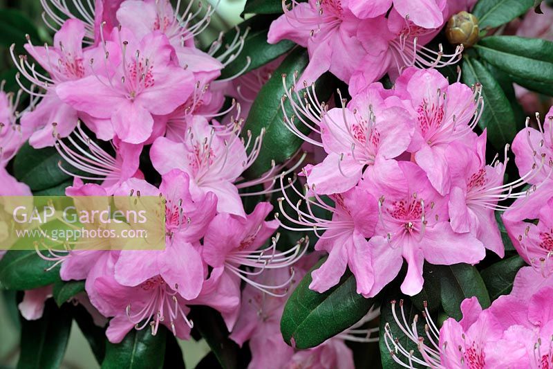 Rhododendron Davidsonianum