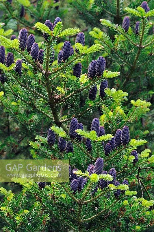 Abies Koreana 'Lutea'. Cones and new leaf growth in April
