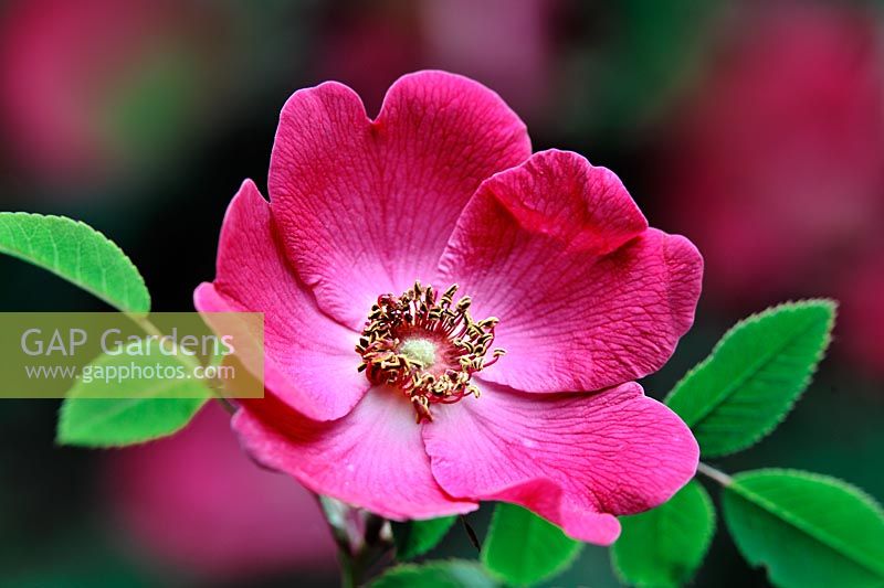 Rosa x. Highdownensis (Moyesii Hybrid)