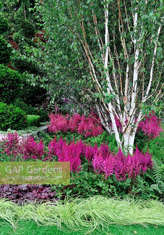 Astilbe Chinensis 'Stand and Deliver', Astilbe  chinensis 'Hennie Graafland' with Betula in damp shady garden. Design - Niki Palmer