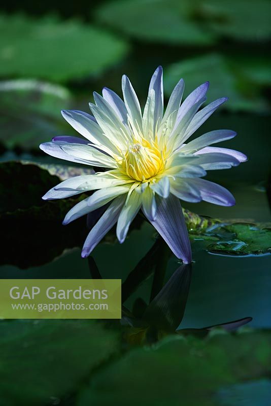 Nymphaea 'Hunter's Moon' - Water lily