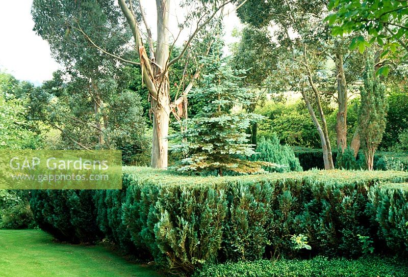 Clipped hedge of Chamaecyparis lawsoniana 'Columnaris and Eucalyptus glaucescens in the Blue garden - Wales